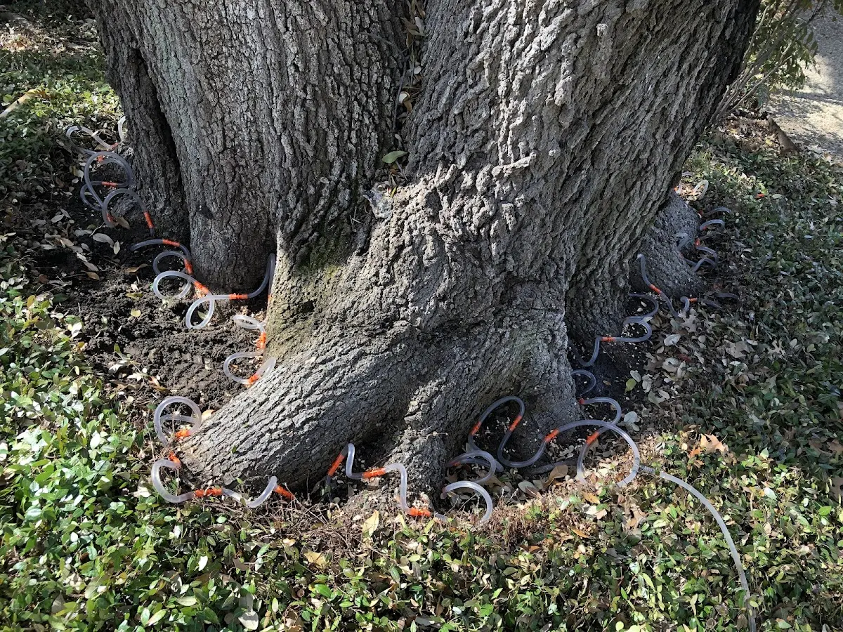 Detailed Tree Cabling and Bracing job site in Mc Knightstown