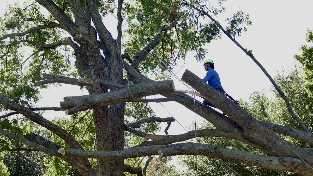 Professional Crown Thinning performed by certified arborists in Mc Knightstown