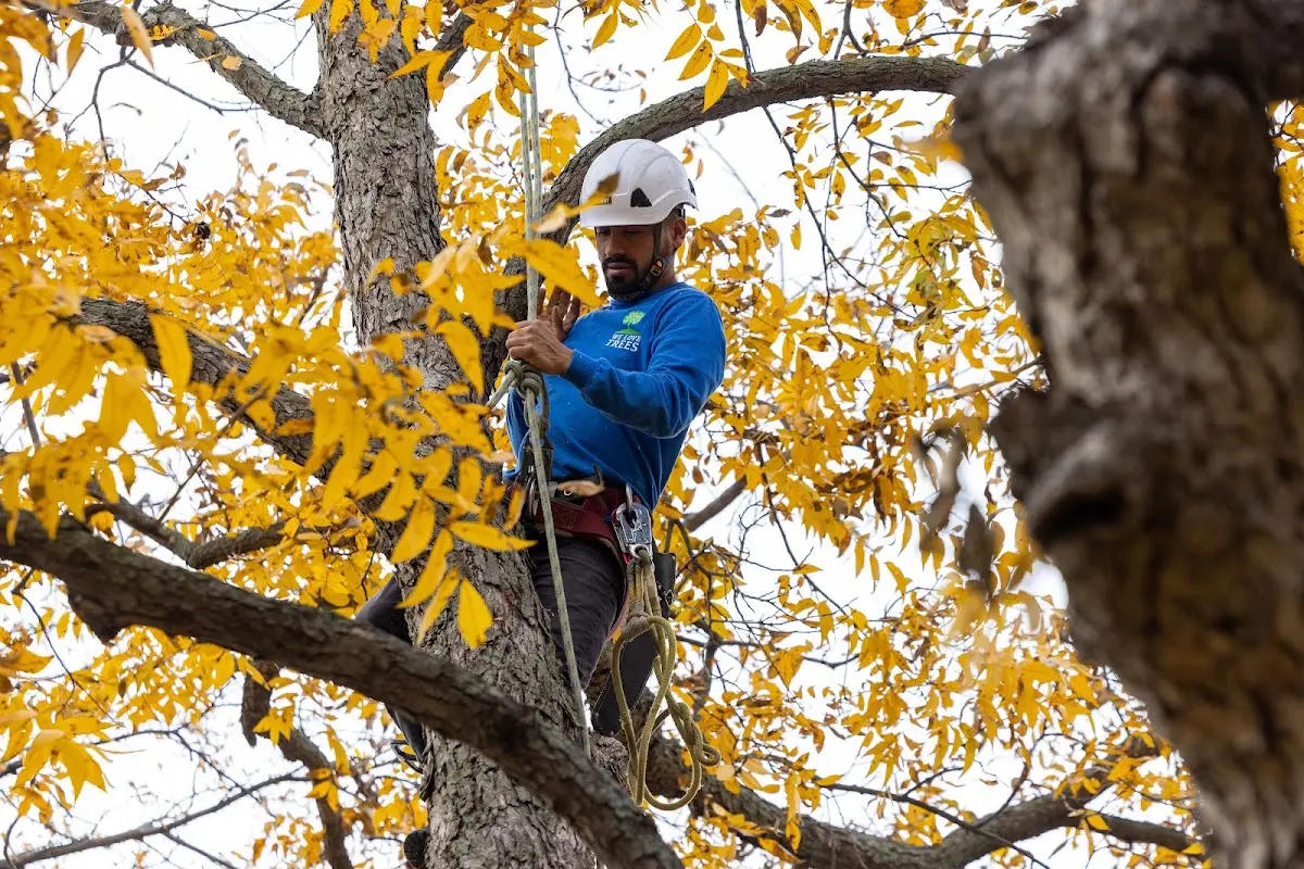 Skilled Tree Pruning crew working in Mc Knightstown